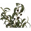 EUROPALMS Drzewo oliwne, roślina sztuczna, 68 cm 3/5