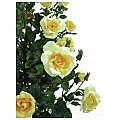 Europalms Rosebush, light-yellow,140cm, Sztuczna roślina 3/4