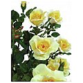 Europalms Rosebush, light-yellow,140cm, Sztuczna roślina 4/4
