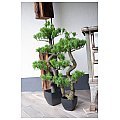 EUROPALMS Sosna bonsai, sztuczna roślina, 70 cm 4/5