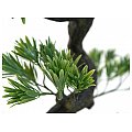 Sosna bonsai, sztuczna roślina 95 cm EUROPALMS 4/10