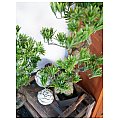 Sosna bonsai, sztuczna roślina 95 cm EUROPALMS 10/10