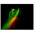 AFX Light Laser czerwono-zielony z efektem polarnym AFX MINIRG-POLAR 7/9