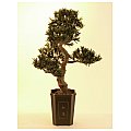 Drzewko Bonsai Cis podocarpus Europalms Sztuczne 80cm 2/5