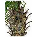 Palma Phoenix luxor 210cm, sztuczna roślina, EUROPALMS 3/10