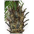 EUROPALMS Phoenix palma luxor, sztuczna roślina, 300 cm 3/4