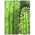 Europalms Mexican Cactus, green, 230cm, Sztuczny kaktus 3/3