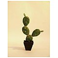Europalms Prickly pear cactus, 35cm, Sztuczny kaktus 2/2