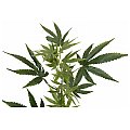 EUROPALMS Cannabis-spra, textile, 90cm 3/3