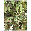 Europalms Ash-leaved maple, green, 220cm, Sztuczne drzewo 4/4
