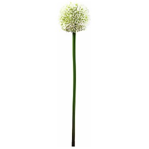 Europalms Sztuczny kwiat Allium kremowy 55cm 1/2