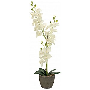 EUROPALMS Orchidea, sztuczna roślina, kremowa, 80 cm 1/4