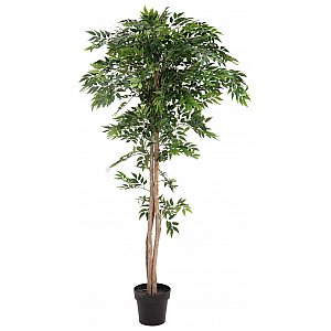 EUROPALMS Ficus longifolia, sztuczna roślina, 165 cm 1/5