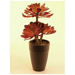 Europalms Aeoniium plant, dark-red, 28cm, Sztuczna roślina 1/4