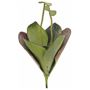 Europalms Water Lily (EVA), closed, green, 45cm ,  Sztuczna roślina 1/2