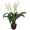 EUROPALMS Skrzydłokwiate, sztuczna roślina, 49cm