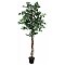 Europalms Pstrokaty Figowiec, Variegated Ficus 180cm, Sztuczne drzewo