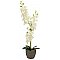 EUROPALMS Orchidea, sztuczna roślina, kremowa, 80 cm