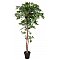 EUROPALMS Ficus longifolia, sztuczna roślina, 165 cm