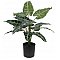 EUROPALMS Caladium, sztuczna roślina, 38 cm