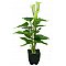 EUROPALMS Mini Calla, sztuczna roślina, biały, 43 cm