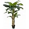 EUROPALMS Drzewo bananowe, sztuczna roślina, 170 cm