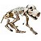 EUROPALMS Straszne dekoracje Halloween szkielet psa 71x40x25cm