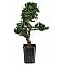 Drzewko Bonsai Cis podocarpus Europalms Sztuczne 80cm