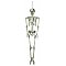 EUROPALMS Wiszący szkielet - postać na Halloween 150 cm