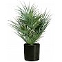 EUROPALMS Palma wachlarzowa, sztuczna roślina, 55cm