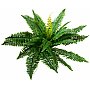 EUROPALMS Paproć bostońska, sztuczna roślina 53cm
