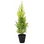 Europalms Cypress, Leyland, 60cm, Sztuczna roślina