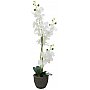 EUROPALMS Orchidea, sztuczna roślina, biała, 80 cm