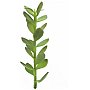 EUROPALMS Sadzonka drzewa money, sztuczna roślina, 30 cm