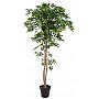 EUROPALMS Ficus longifolia, sztuczna roślina, 165 cm