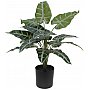 EUROPALMS Caladium, sztuczna roślina, 38 cm