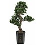 Drzewko Bonsai Cis podocarpus Europalms Sztuczne 80cm
