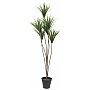 EUROPALMS Palma z jukki, sztuczna roślina, 130 cm